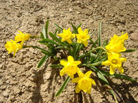 Narcissus asturiensis ssp jacetanus